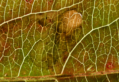 Aulagromyza orbitalis
