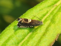 Grapholita interstinctana