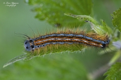 Malacosoma neustria