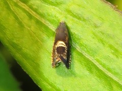 Grapholita interstinctana