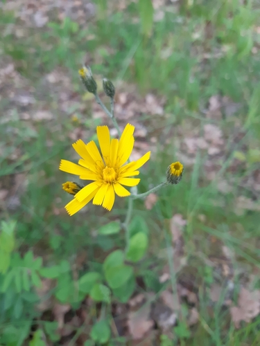 jastrabník lesný (Hieracium murorum)
