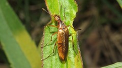 Cephaloon lepturides