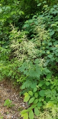 Aruncus dioicus pubescens