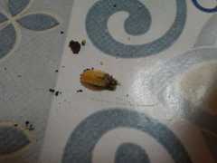 Lamprohiza mulsantii