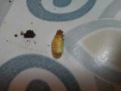 Lamprohiza mulsantii