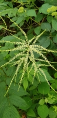 Aruncus dioicus pubescens