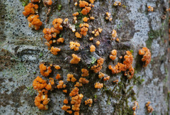Pezicula carpinea