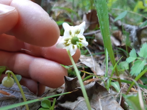 jednokvietok veľkokvetý (Moneses uniflora)