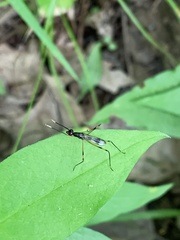Rainieria antennaepes