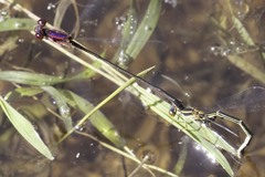 Enallagma dubium