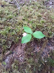 Lysimachia latifolia