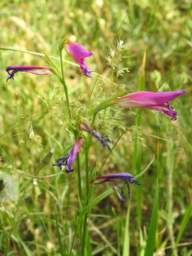 Gladiolus caucasicus, photograph 2