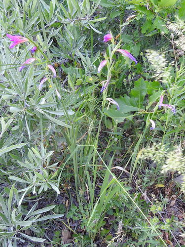 Gladiolus caucasicus, photograph 3