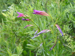 Gladiolus caucasicus