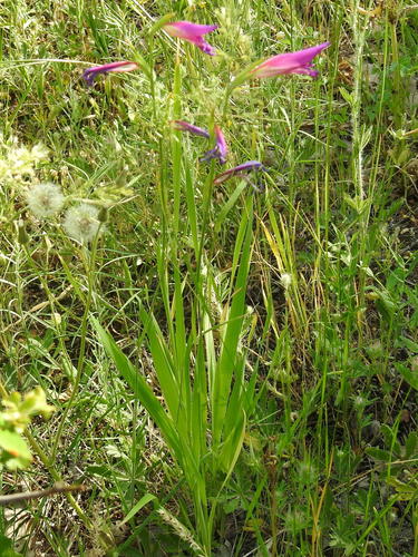 Gladiolus caucasicus