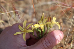 Triteleia