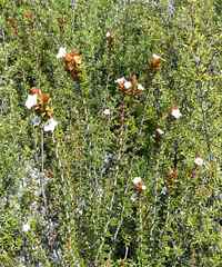Epacris pauciflora