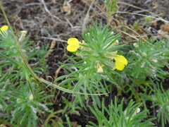 Ajuga chamaepitys