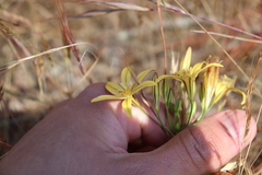 Triteleia
