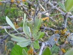 Pyrus salicifolia