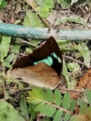 Archaeoprepona demophon