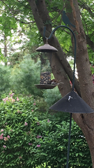 Passer domesticus