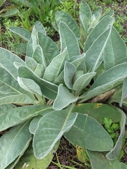 Verbascum thapsus