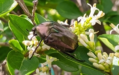 Protaetia cuprea brancoi