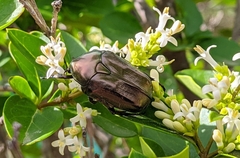 Protaetia cuprea brancoi