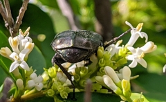 Protaetia cuprea brancoi