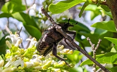 Protaetia cuprea brancoi