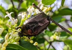 Protaetia cuprea brancoi