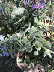 Borago