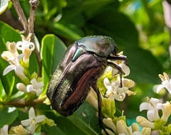 Protaetia cuprea brancoi