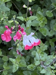 Salvia × jamensis