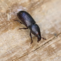 Pseudopentarthrum simplex