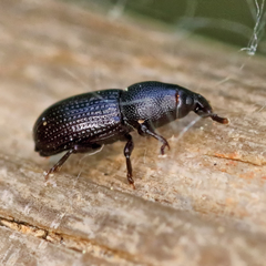 Pseudopentarthrum simplex