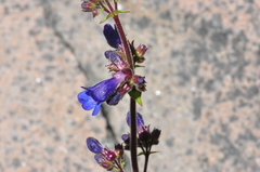Penstemon subserratus