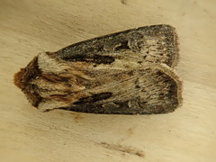 Agrotis volubilis