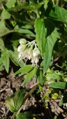 Hydrophyllum fendleri