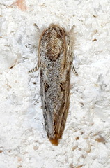 Acrolophus griseus
