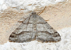 Digrammia pallorata