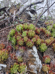 Haworthia turgida