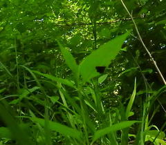 Pyrausta niveicilialis