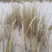 photo of European Marram Grass (Ammophila arenaria)