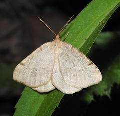 Macaria evagaria