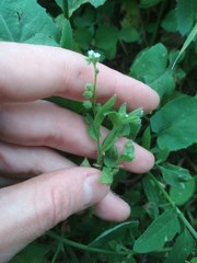 Myosotis sparsiflora