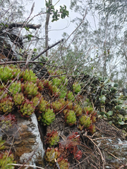 Haworthia turgida