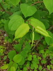 Magnoliopsida