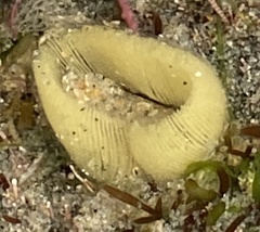 Haminoea virescens